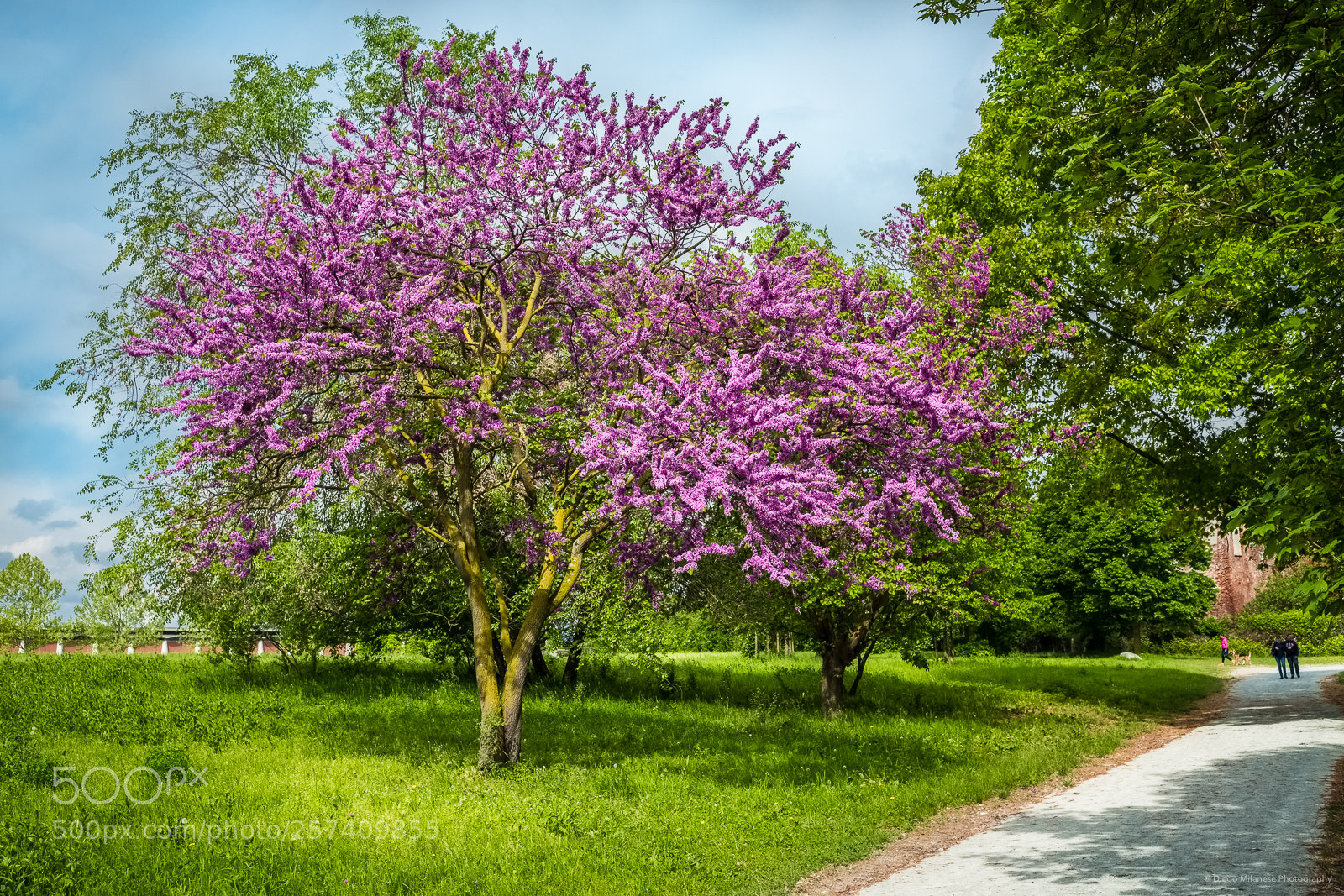 Fujifilm X-T20 sample photo. Springtime photography