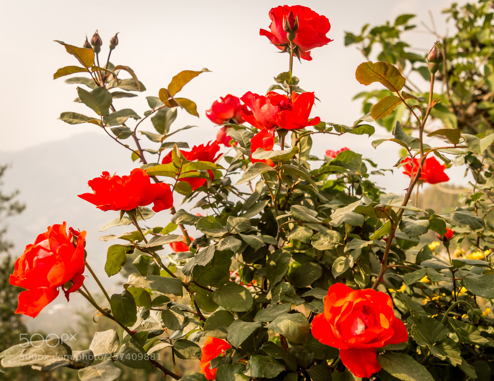 Nikon D3200 sample photo. Red flower branches photography