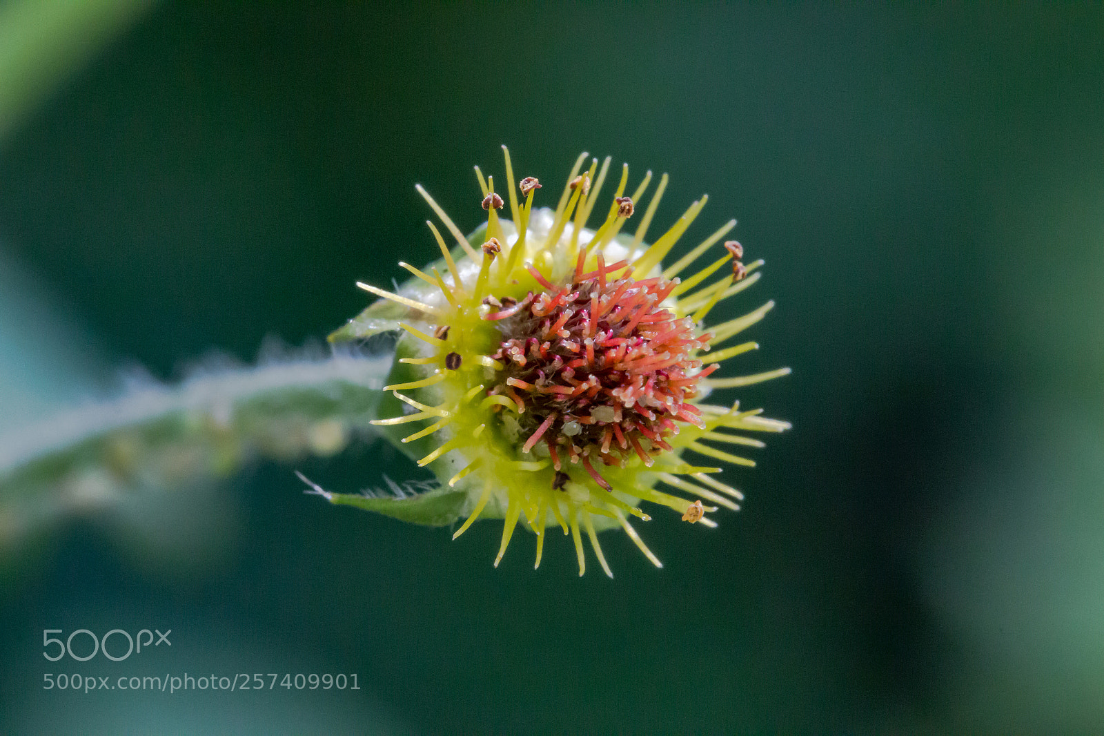 Canon EOS 70D sample photo. Minuscule worlds photography