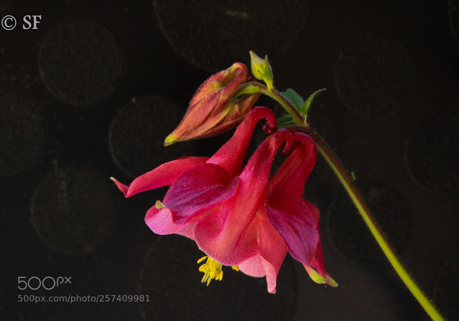 Canon EOS 750D (EOS Rebel T6i / EOS Kiss X8i) sample photo. Pink grannys bonnet photography