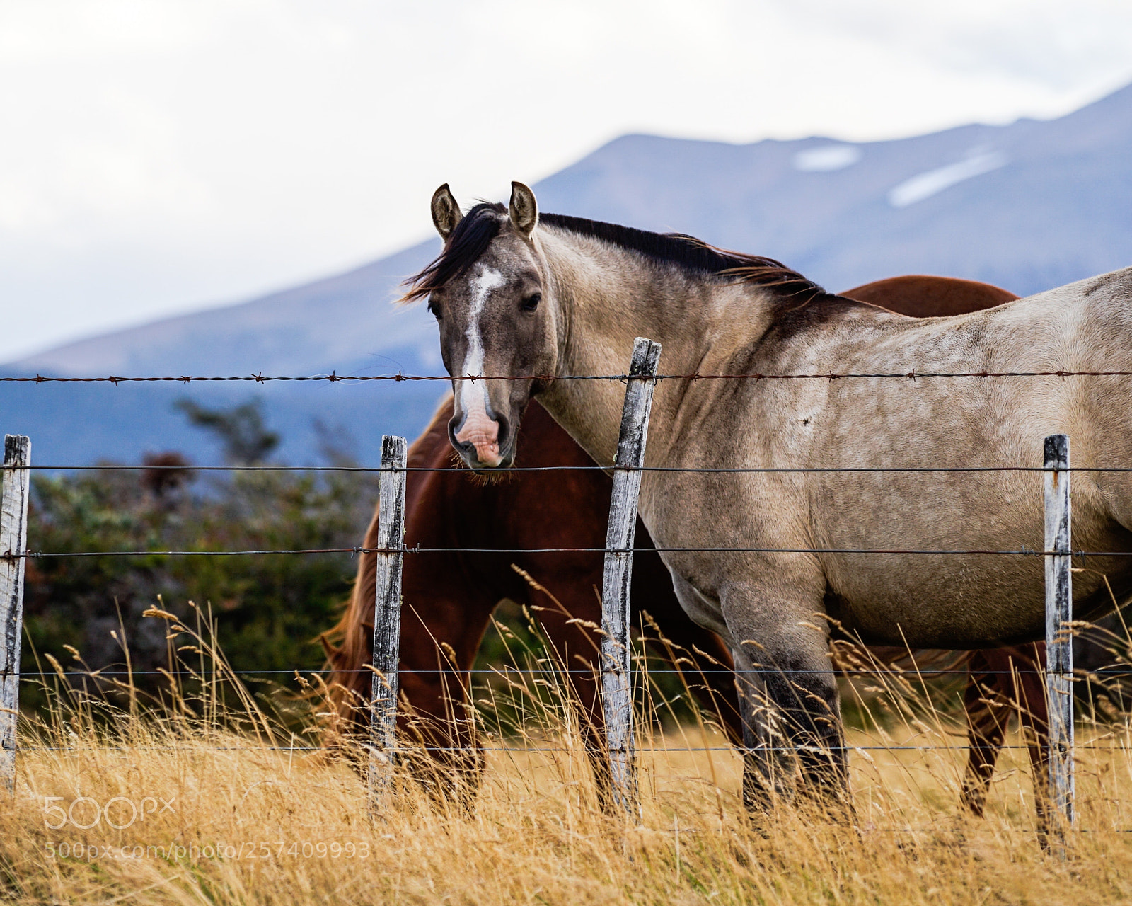 Sony a7 II sample photo. Horse photography