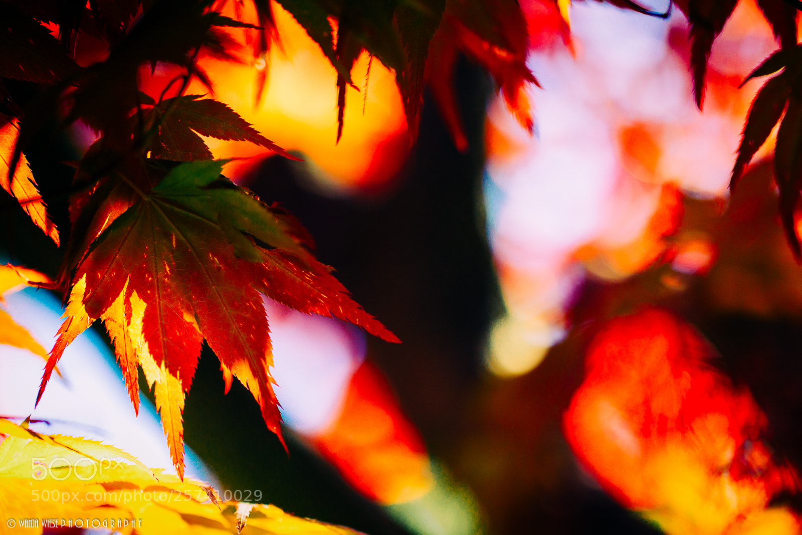 Canon EOS-1D Mark IV sample photo. Maple, maple on the photography