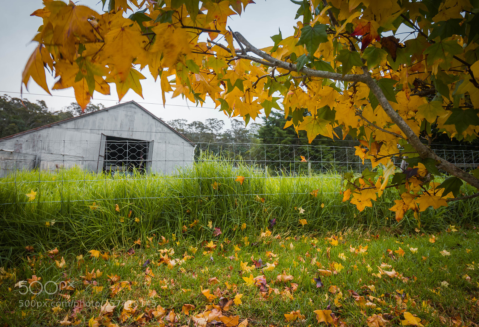 Canon EOS 70D sample photo. Bunnyconnellen in autumn photography