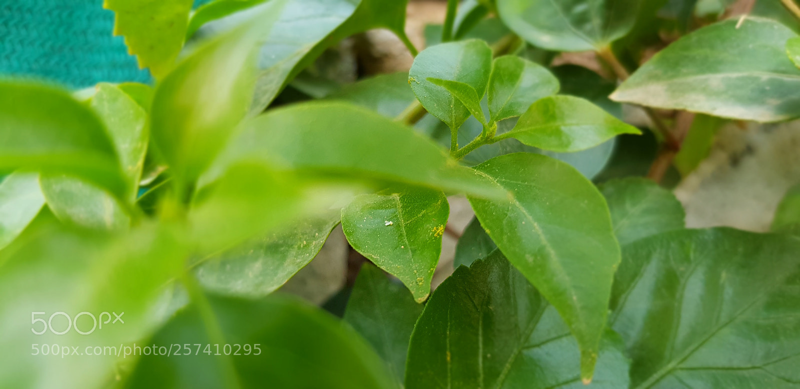 Samsung Galaxy S8+ sample photo. Untitled photography