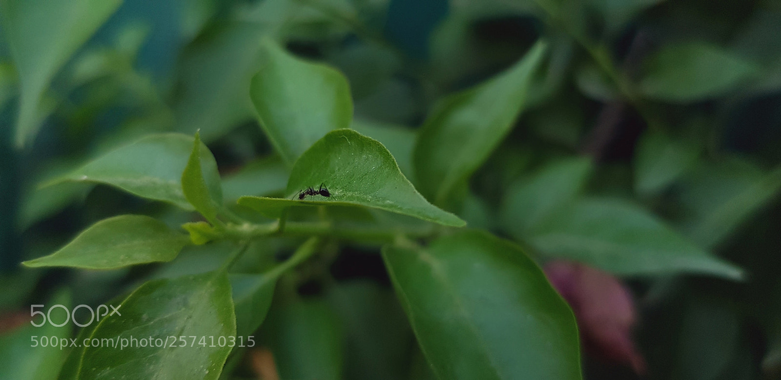 Samsung Galaxy S8+ sample photo. Untitled photography