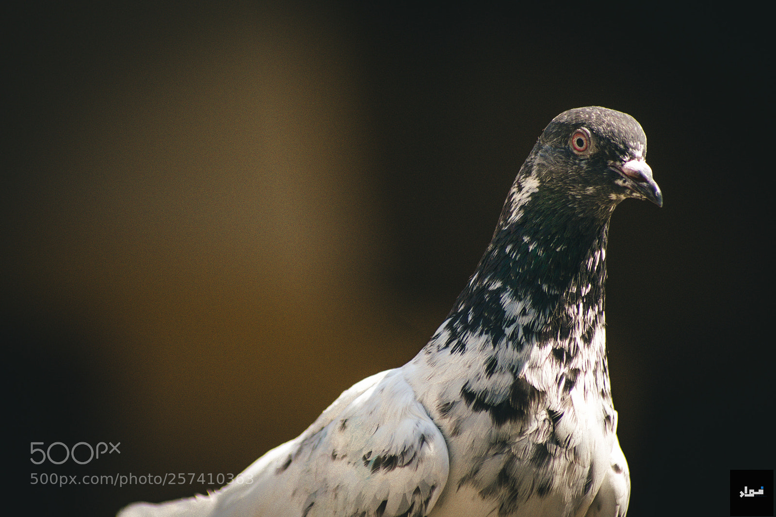 Nikon D5300 sample photo. My kind of 'uninvited photography