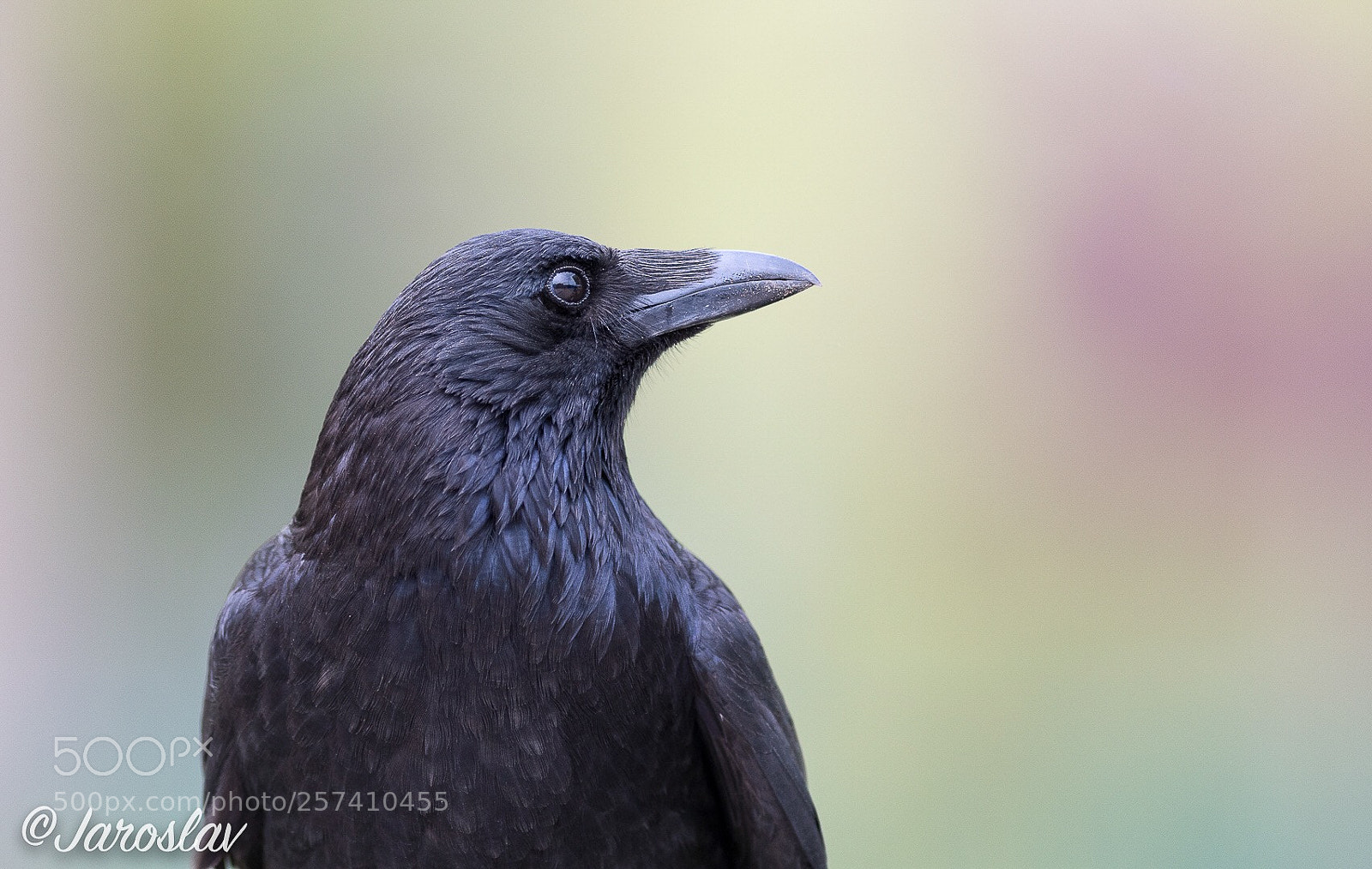 Nikon D500 sample photo. Black crow in paris photography