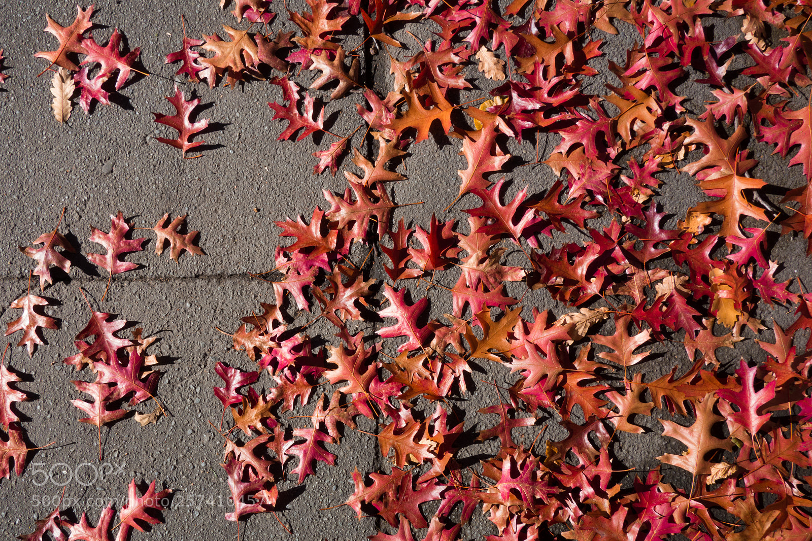 Sony Cyber-shot DSC-RX100 sample photo. Oak leaves photography