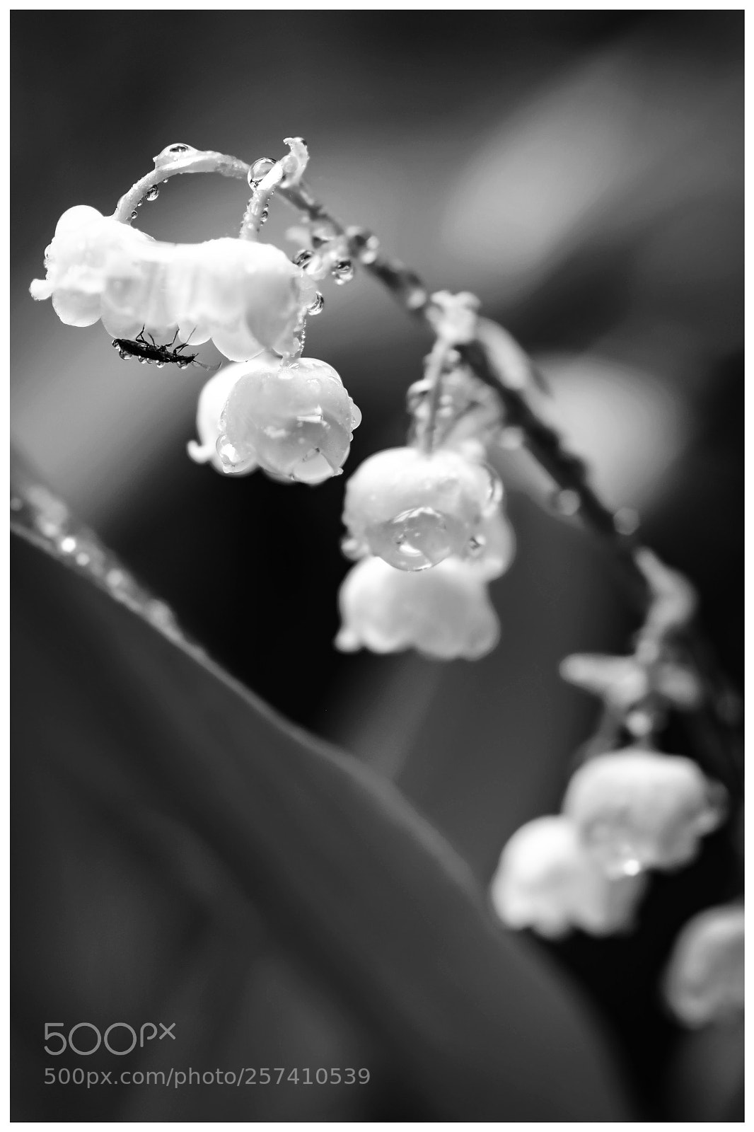 Fujifilm X-T20 sample photo. 'lily of the valley photography