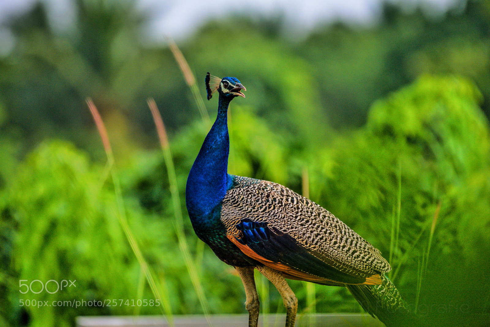 Nikon D750 sample photo. Indian beauty photography