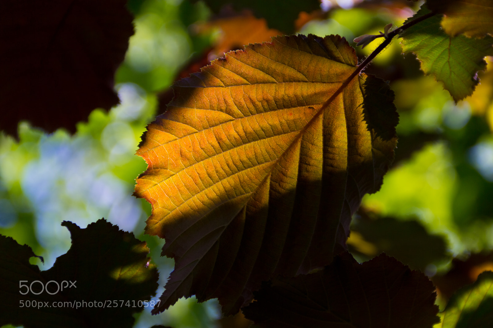 Canon EOS 60D sample photo. A sunbeam through a photography