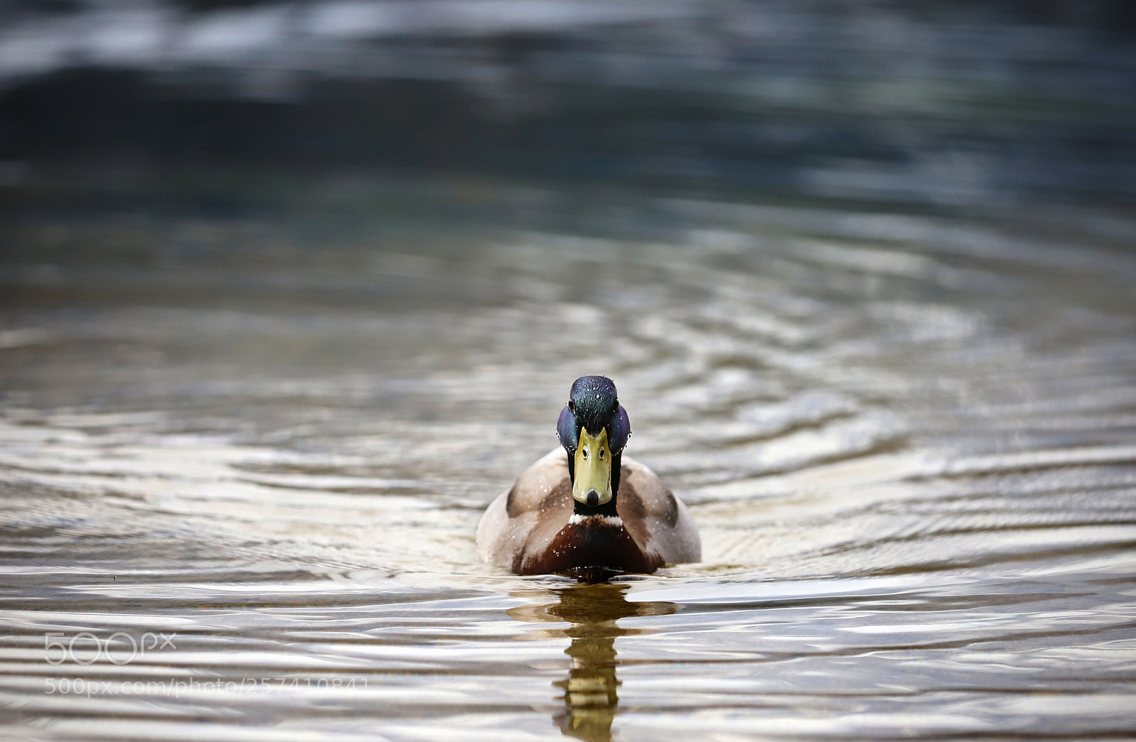 Canon EOS 6D Mark II sample photo. Ot photography