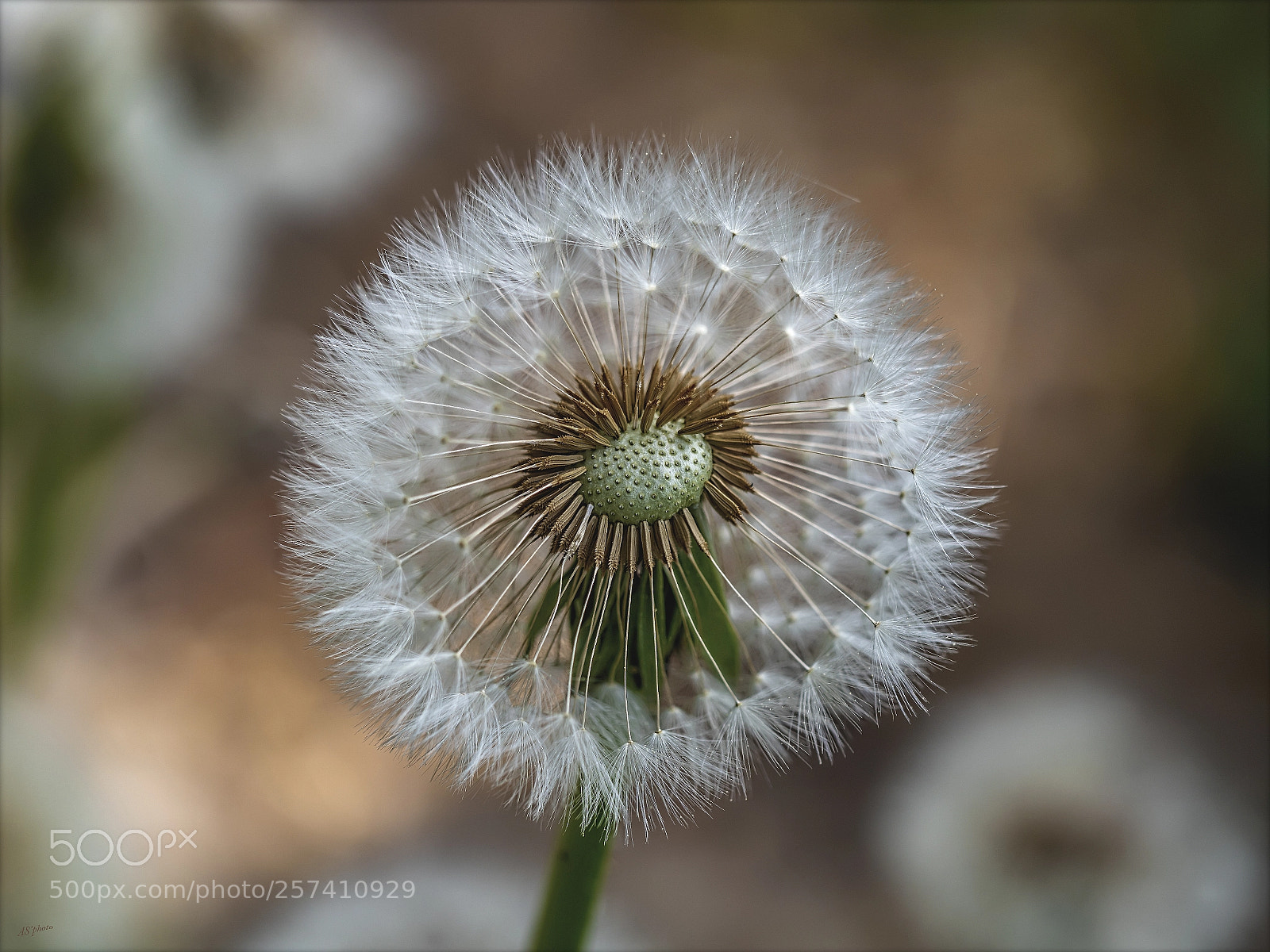 Olympus OM-D E-M1 Mark II sample photo. Dandelion photography