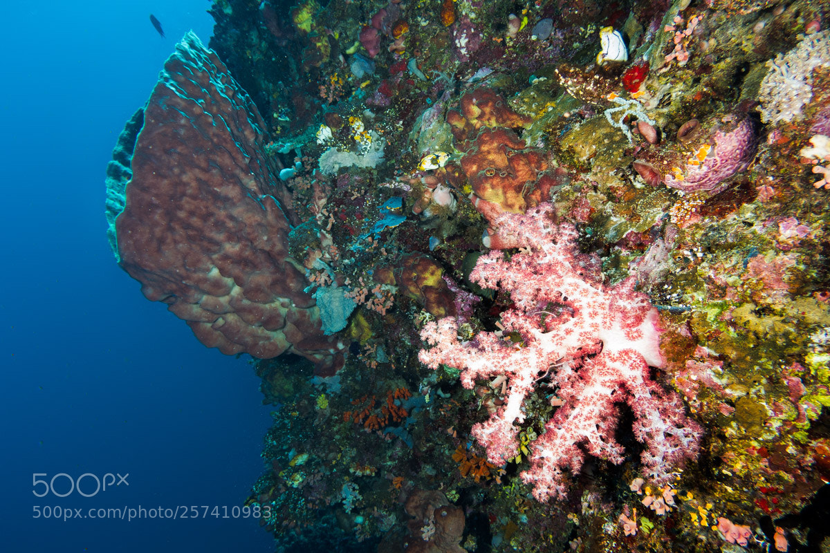 Canon PowerShot G7 X Mark II sample photo. Diving indonesia photography