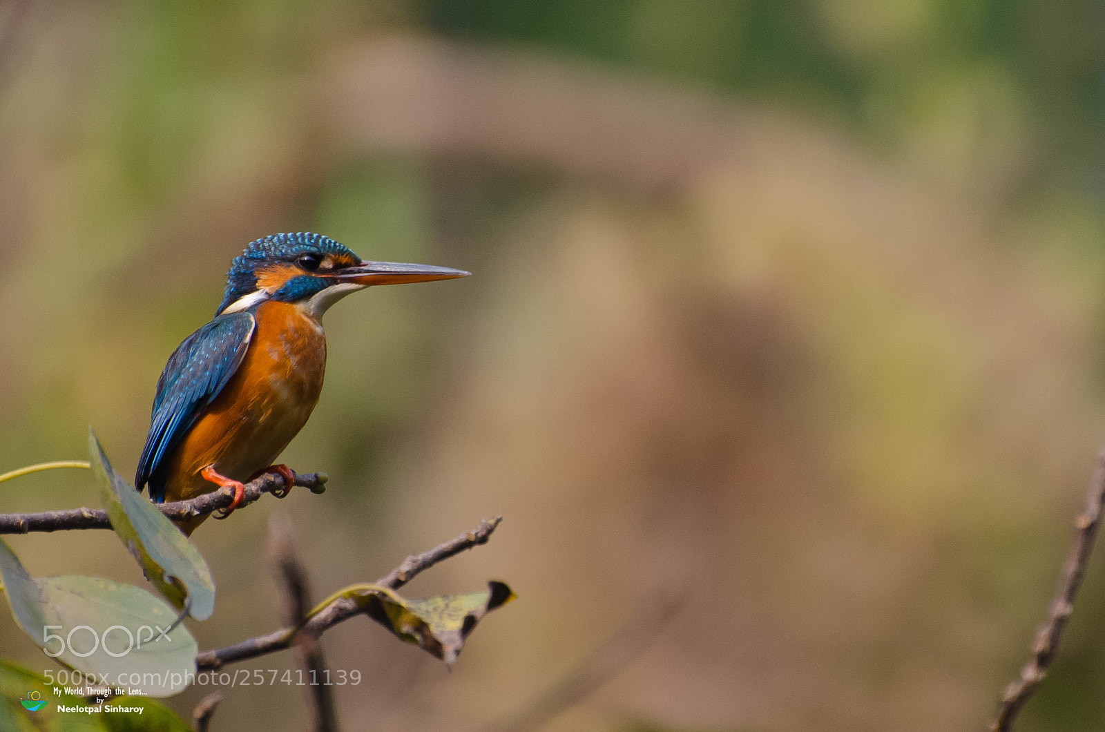 Nikon D5100 sample photo. Common kingfisher photography