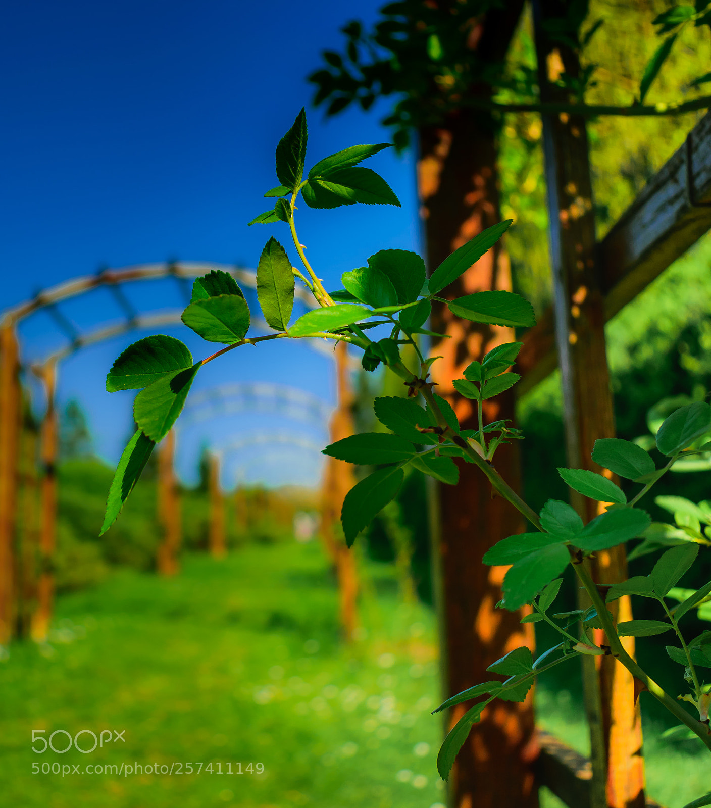 Nikon D5300 sample photo. Easy as a walk photography