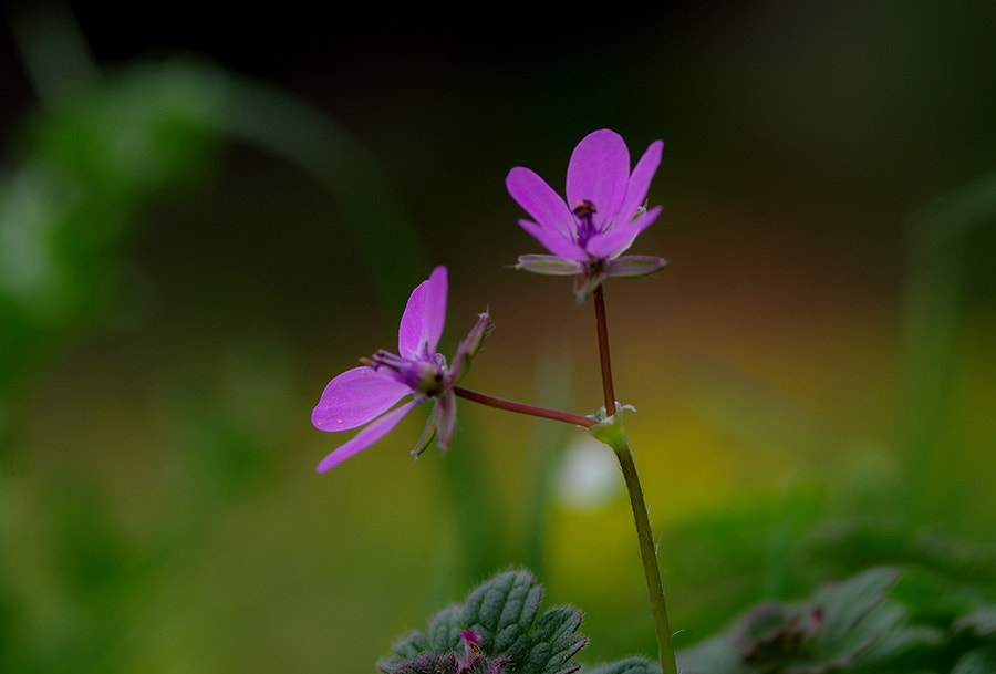 Pentax K20D sample photo. Spring photography