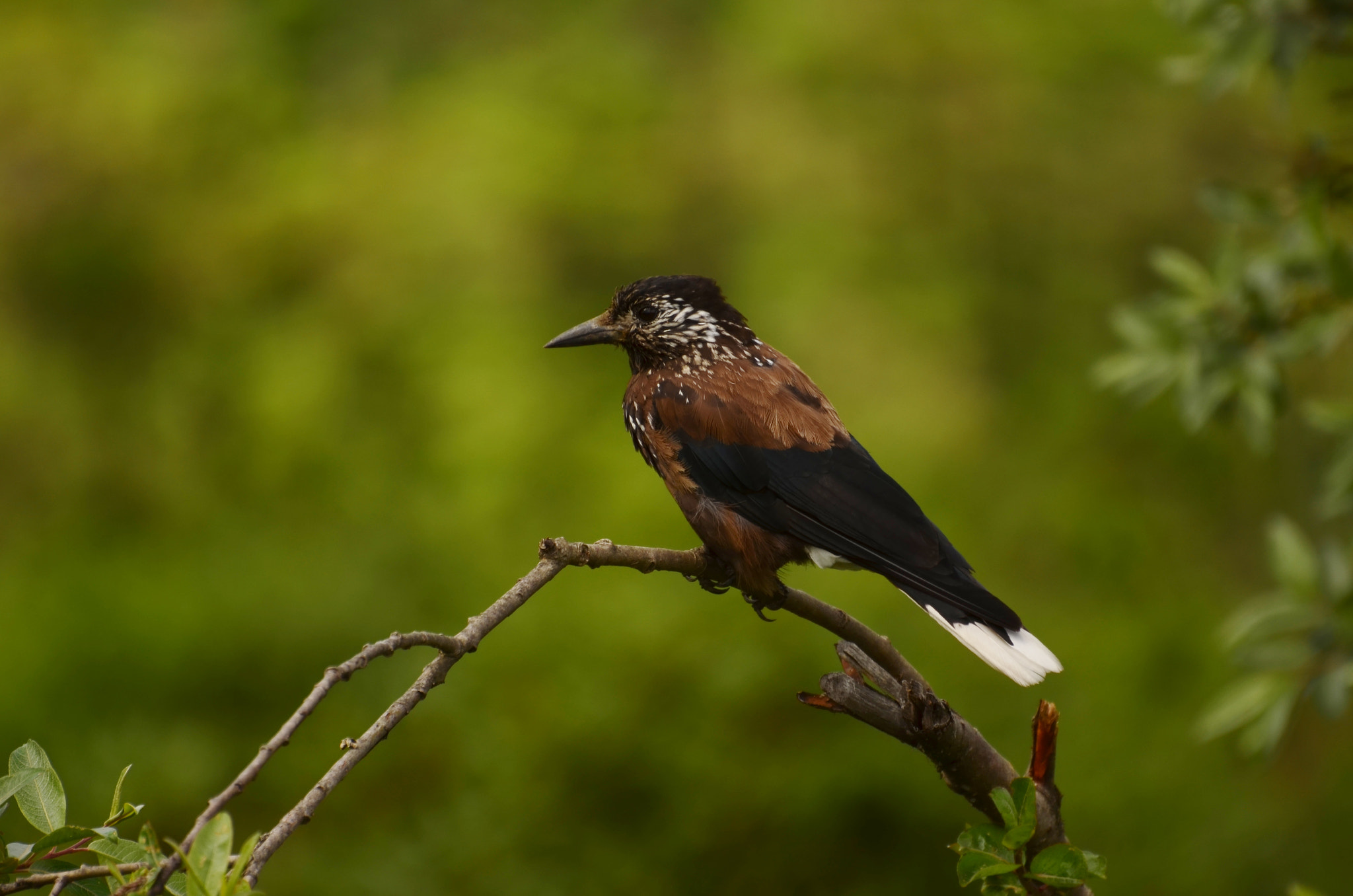 Nikon D5100 sample photo. Spotted nutcracker photography