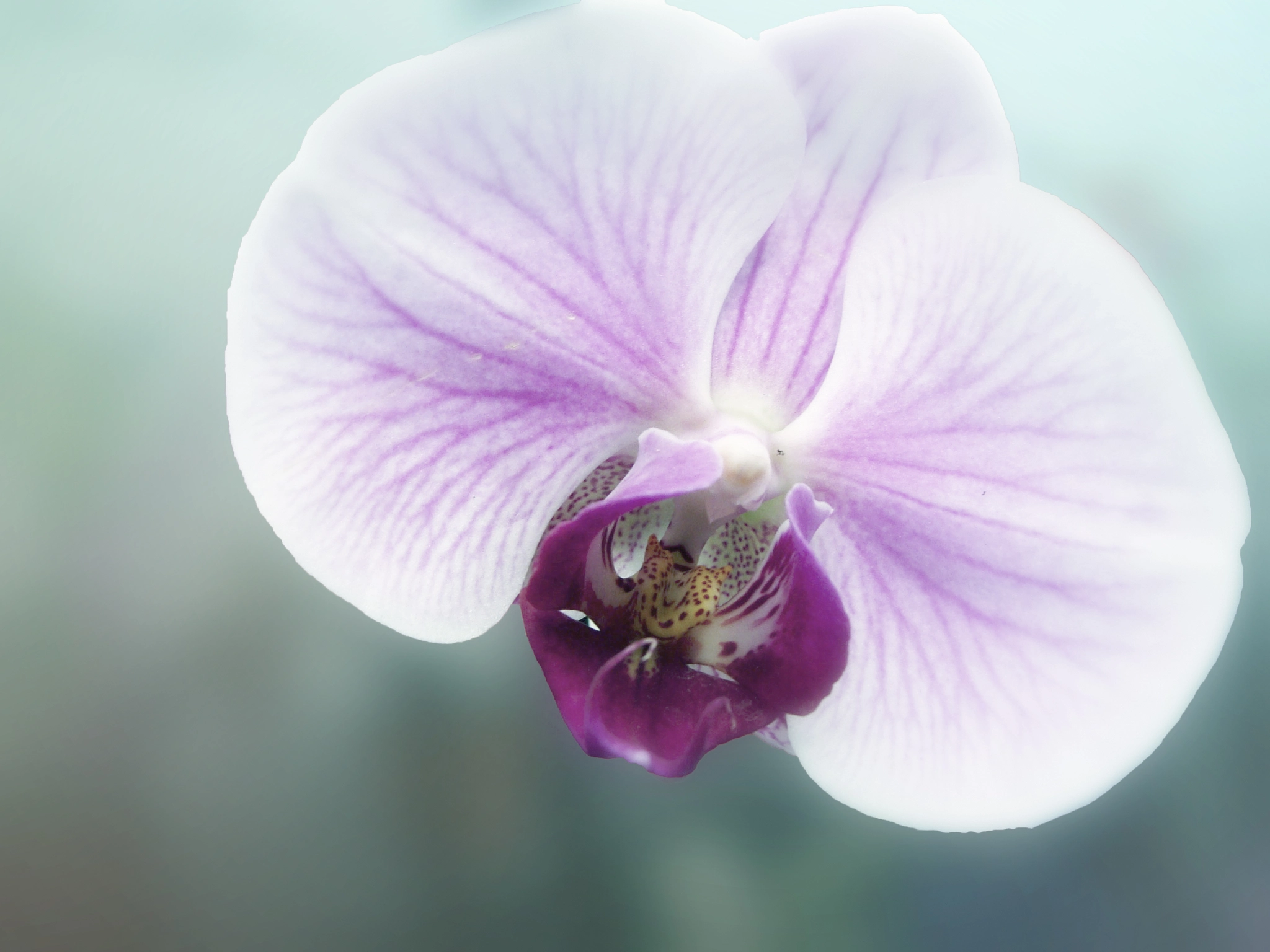 Sony Cyber-shot DSC-H10 sample photo. Orquidea photography