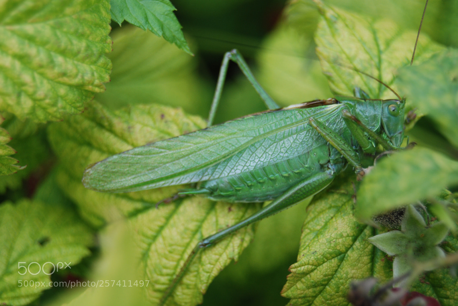 Nikon D80 sample photo. Green photography
