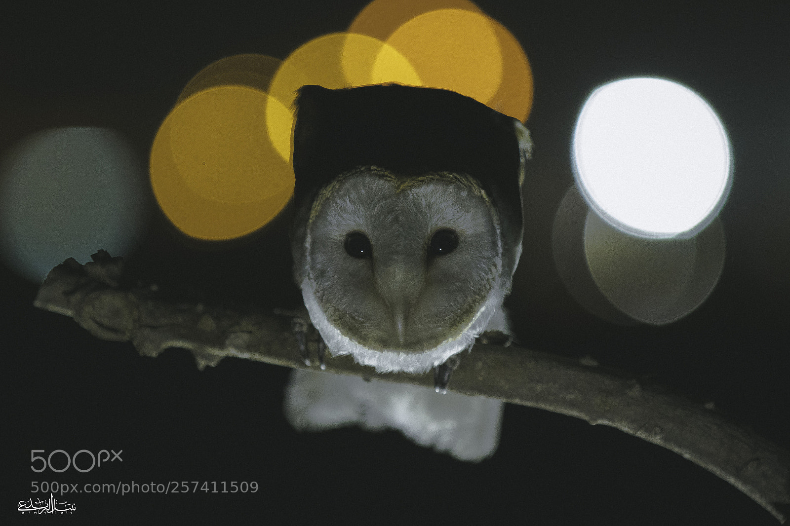 Canon EOS 7D Mark II sample photo. Barn owl photography