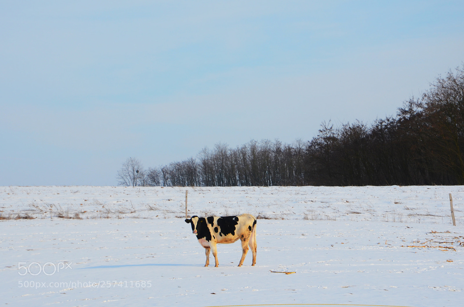 Nikon D5100 sample photo. Cow photography