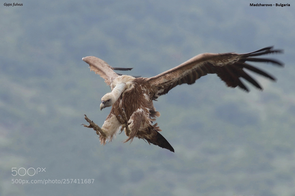 Canon EOS 7D Mark II sample photo. Landing griffon photography