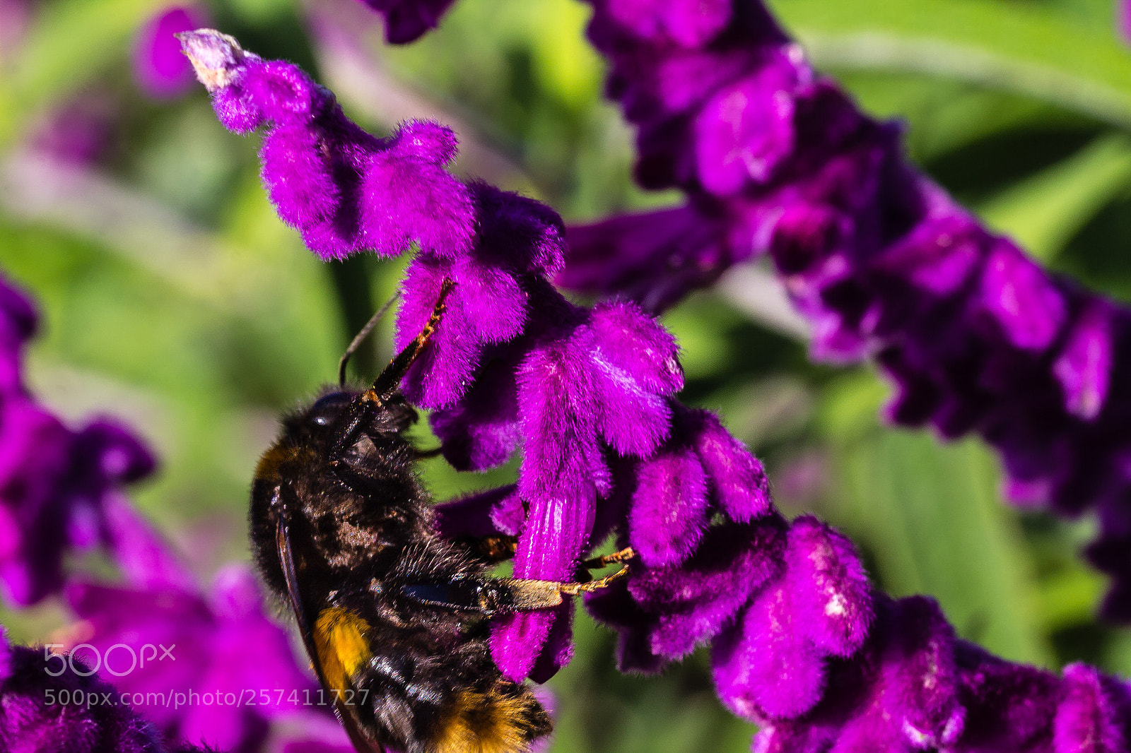 Canon EOS 60D sample photo. Salvia leucantha 'midnight' photography