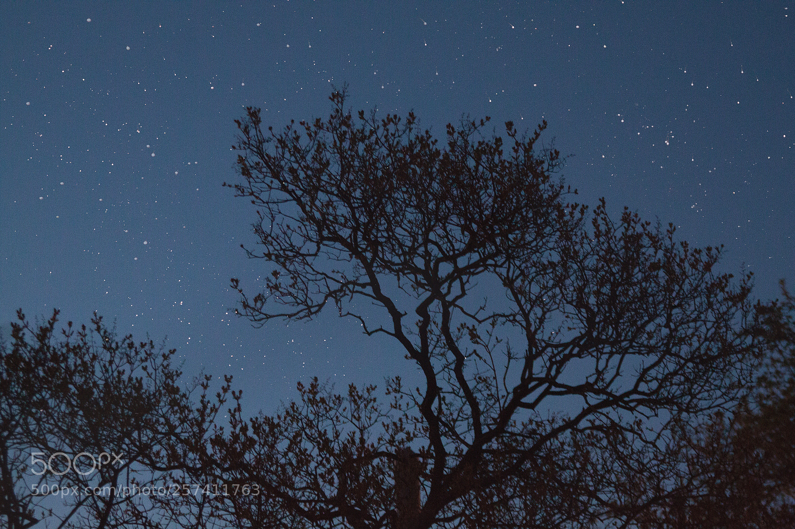 Canon EOS 500D (EOS Rebel T1i / EOS Kiss X3) sample photo. Star sky photography
