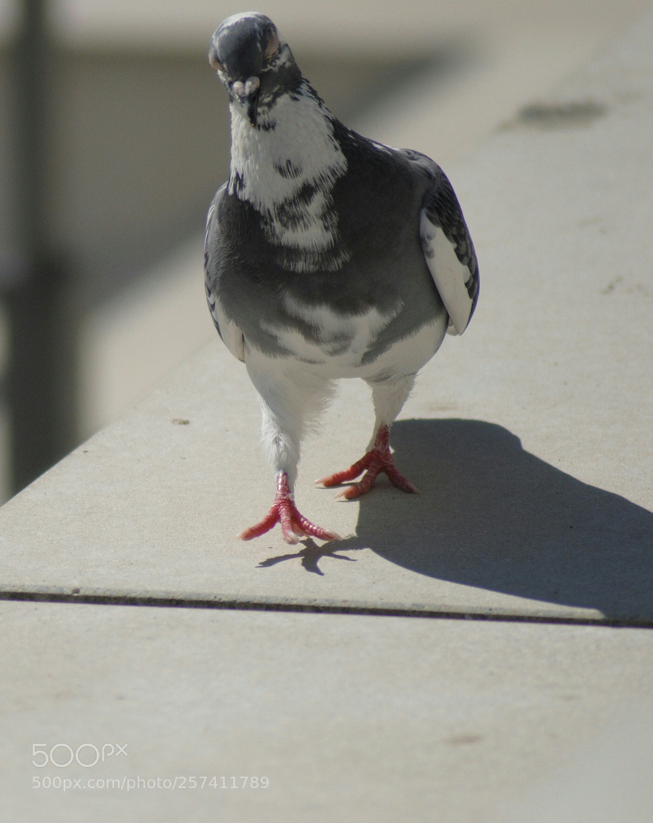 Nikon D3000 sample photo. Untitled photography