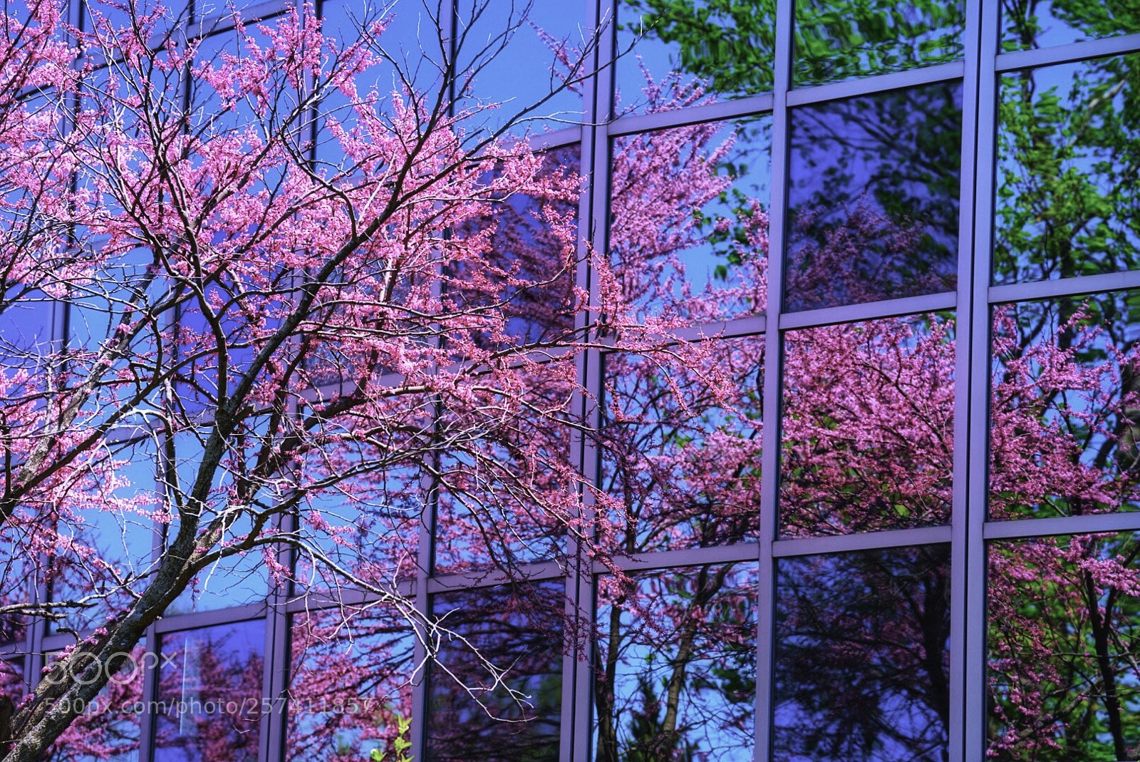 Sony a7 II sample photo. Reflections photography