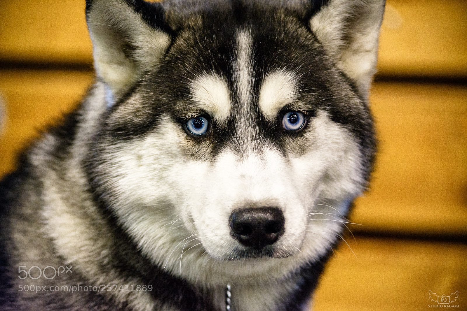 Nikon D7100 sample photo. Animal #77 photography