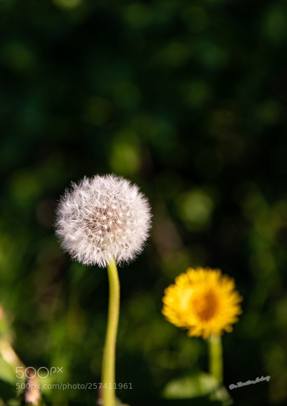 Canon EOS 5D Mark IV sample photo. Fluffy photography