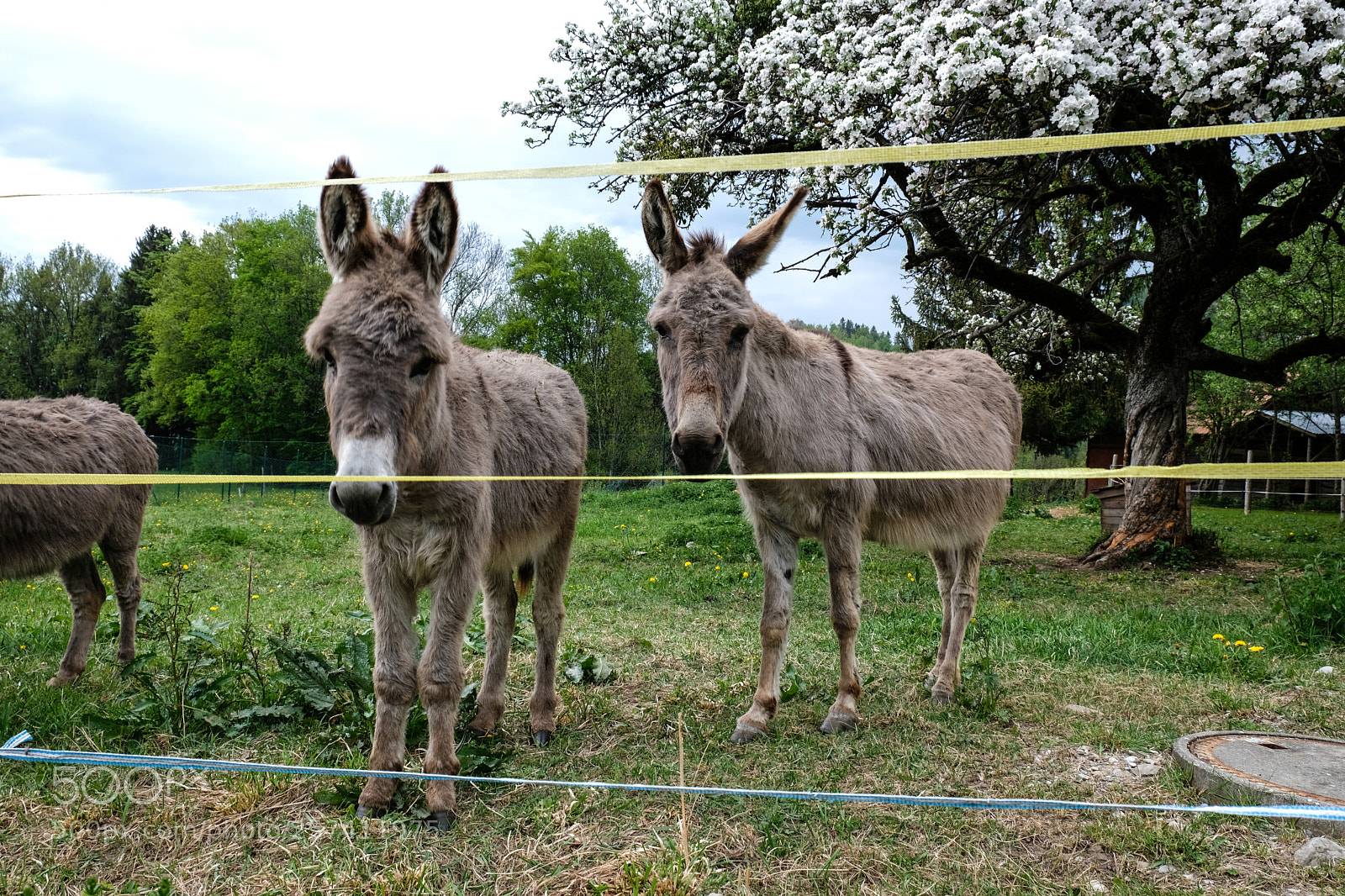Fujifilm X-T2 sample photo. Charmey (gruyère) switzerland photography