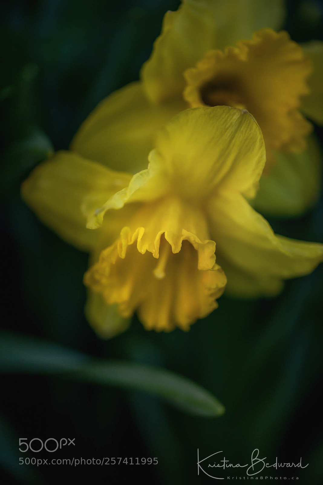 Nikon D810 sample photo. Daffodils photography
