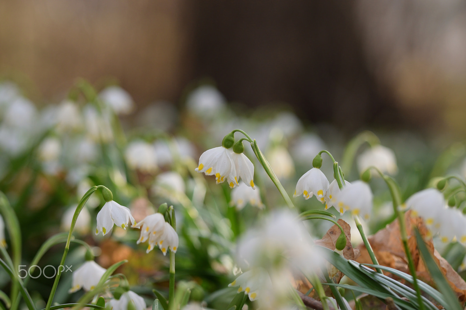 Nikon D5300 sample photo. Flowers photography