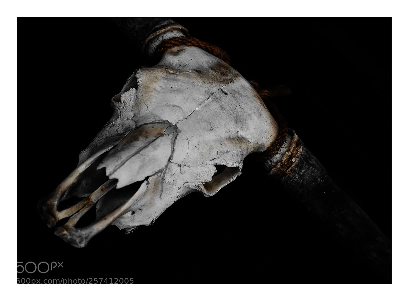 Fujifilm X-T2 sample photo. Skull photography