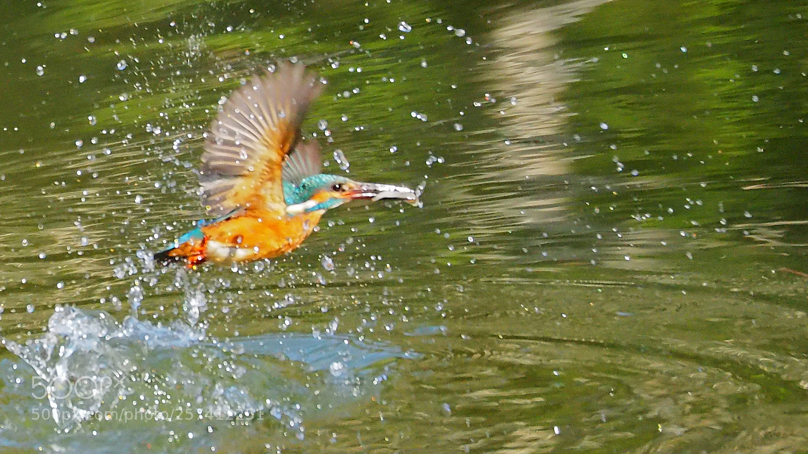 Olympus OM-D E-M10 II sample photo. Kingfisher photography