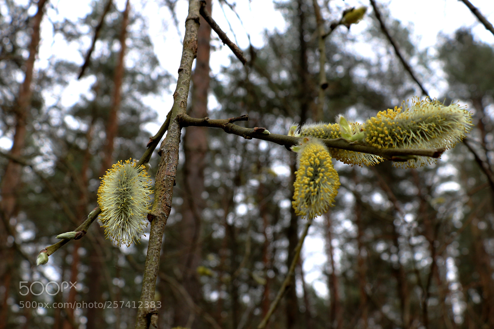 Canon EOS 750D (EOS Rebel T6i / EOS Kiss X8i) sample photo. Big buds of trees photography