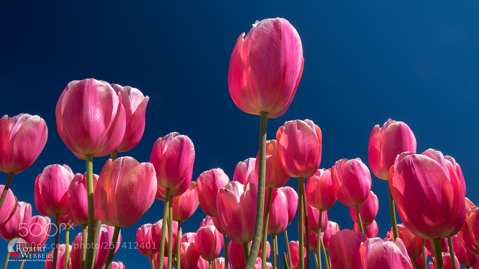 Canon EOS 7D Mark II sample photo. Tulips2 photography