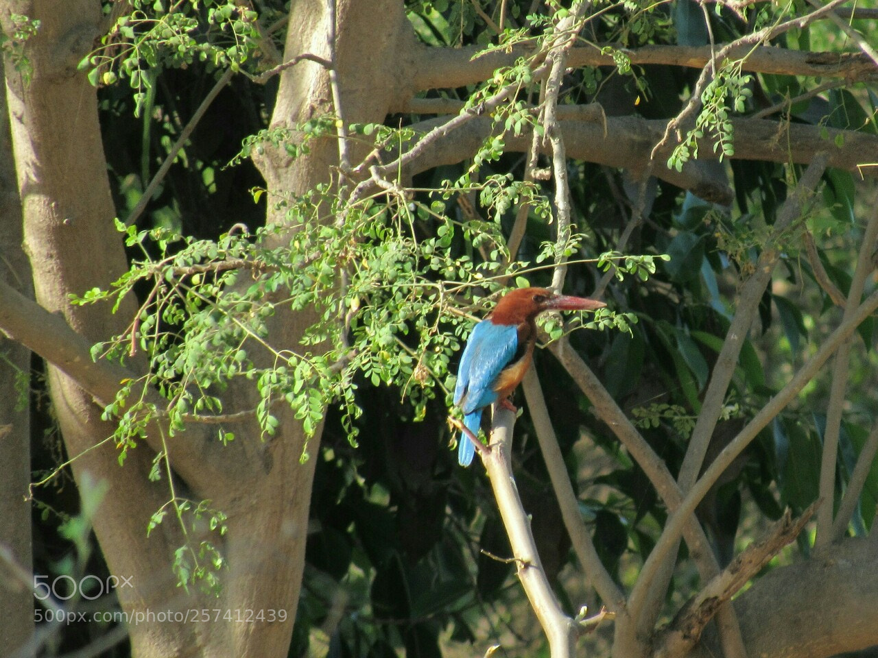 Canon PowerShot SX530 HS sample photo. White-throated kingfisher photography