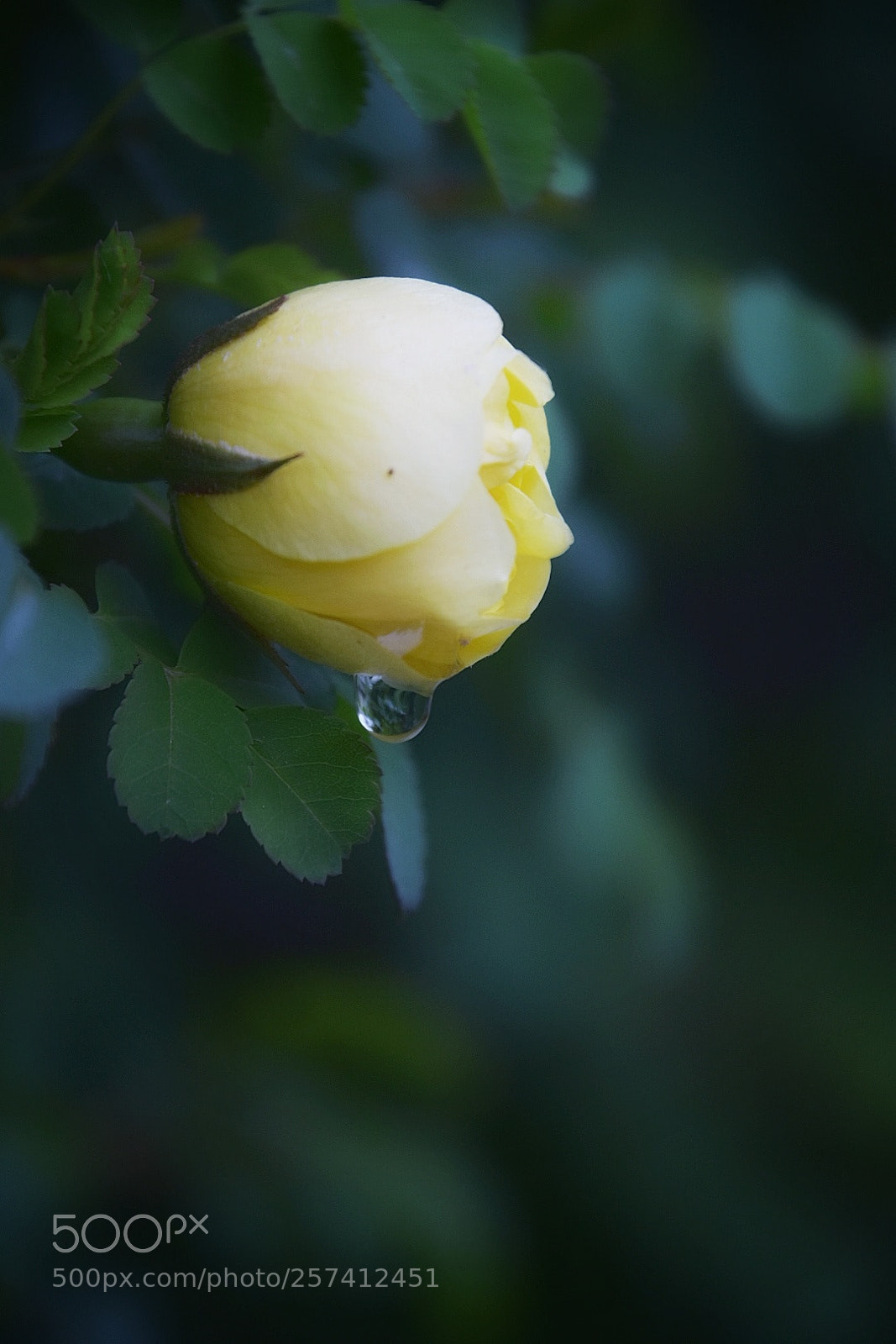 Nikon D7200 sample photo. Untitled photography