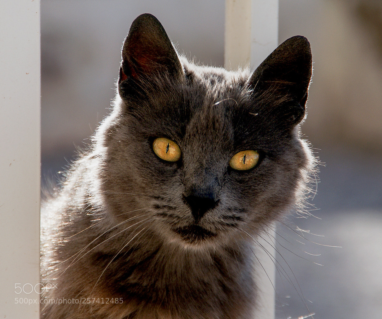 Sony Alpha DSLR-A300 sample photo. Neighbour's cat photography
