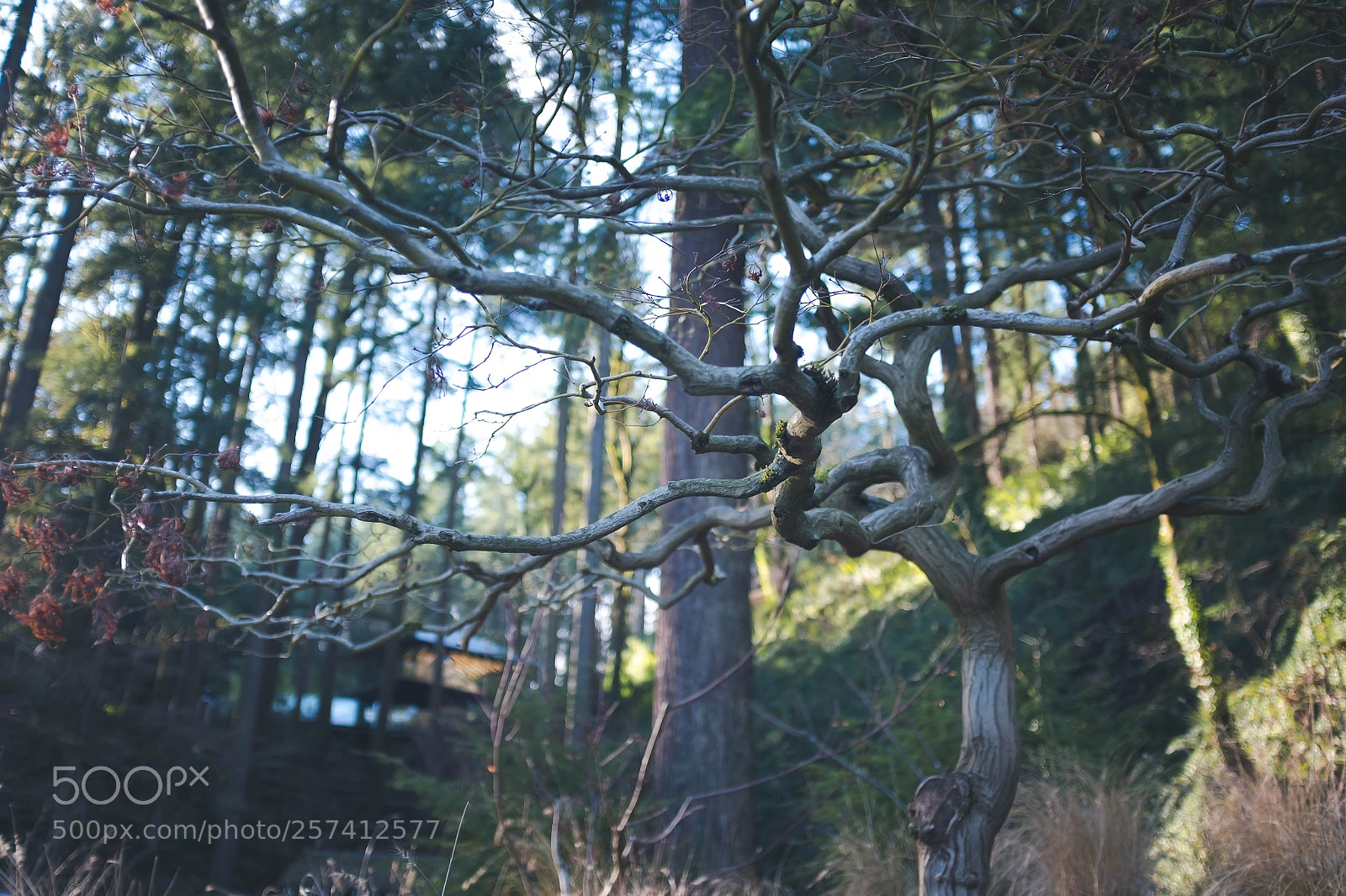 Fujifilm X100S sample photo. Japanese garden photography