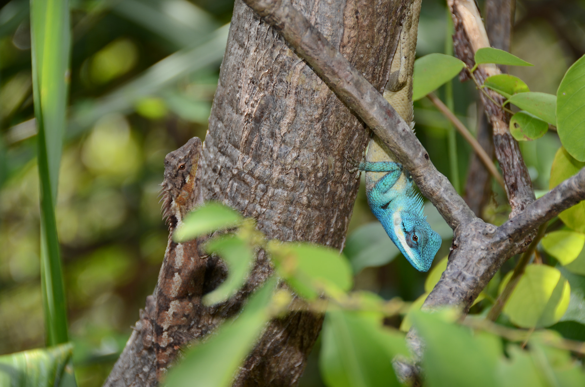 Nikon D5100 sample photo. Face to face photography