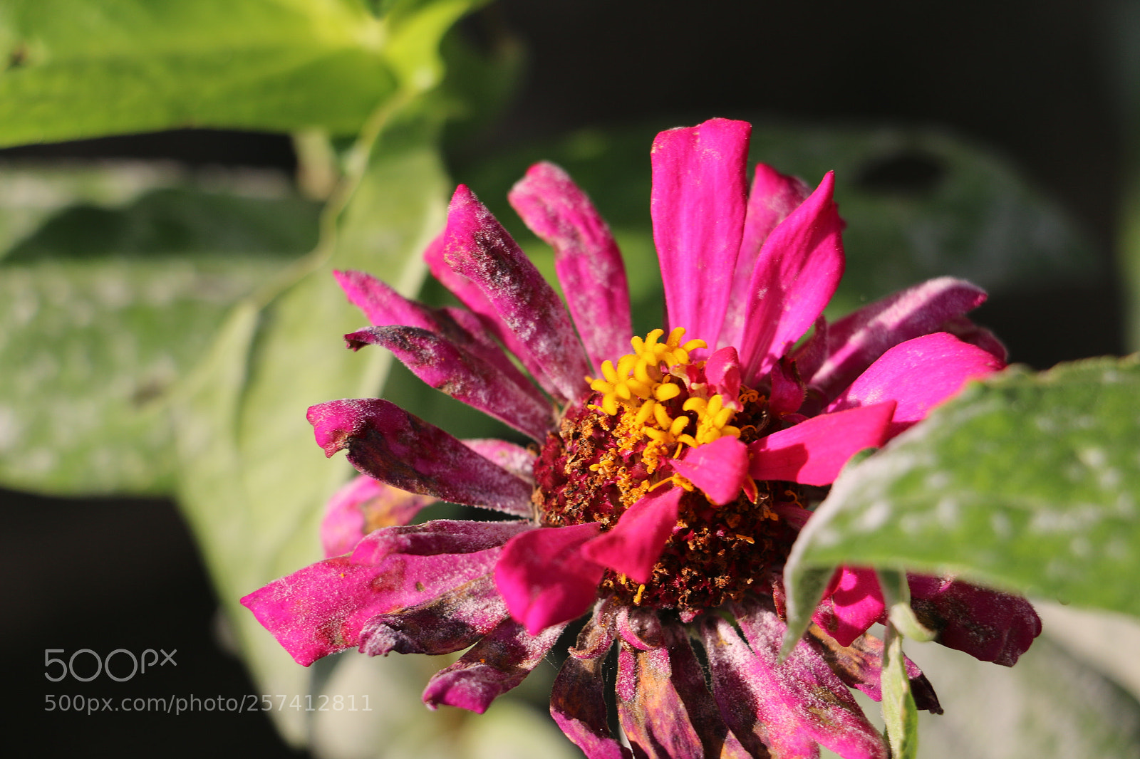 Canon EOS 70D sample photo. Flowers photography