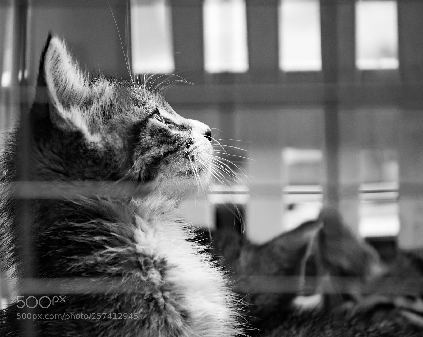 Nikon D5500 sample photo. Untitled photography