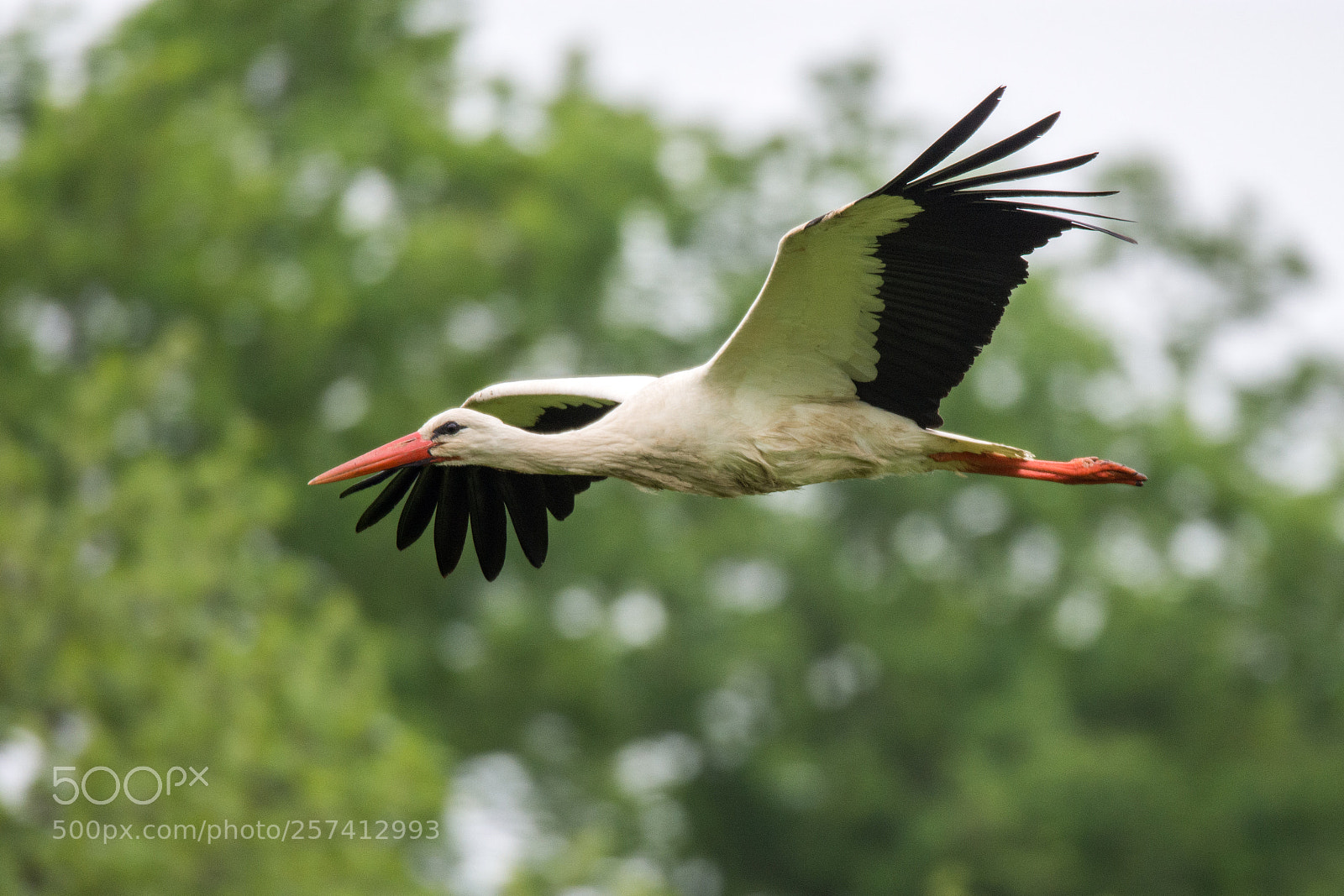 Nikon D7200 sample photo. Flying white stork photography
