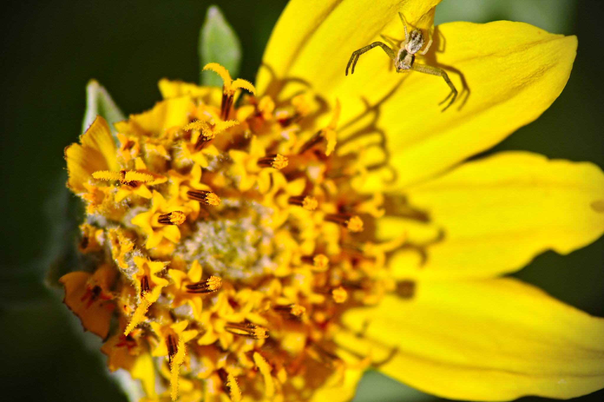 Canon EOS 1000D (EOS Digital Rebel XS / EOS Kiss F) sample photo. Spider flower photography