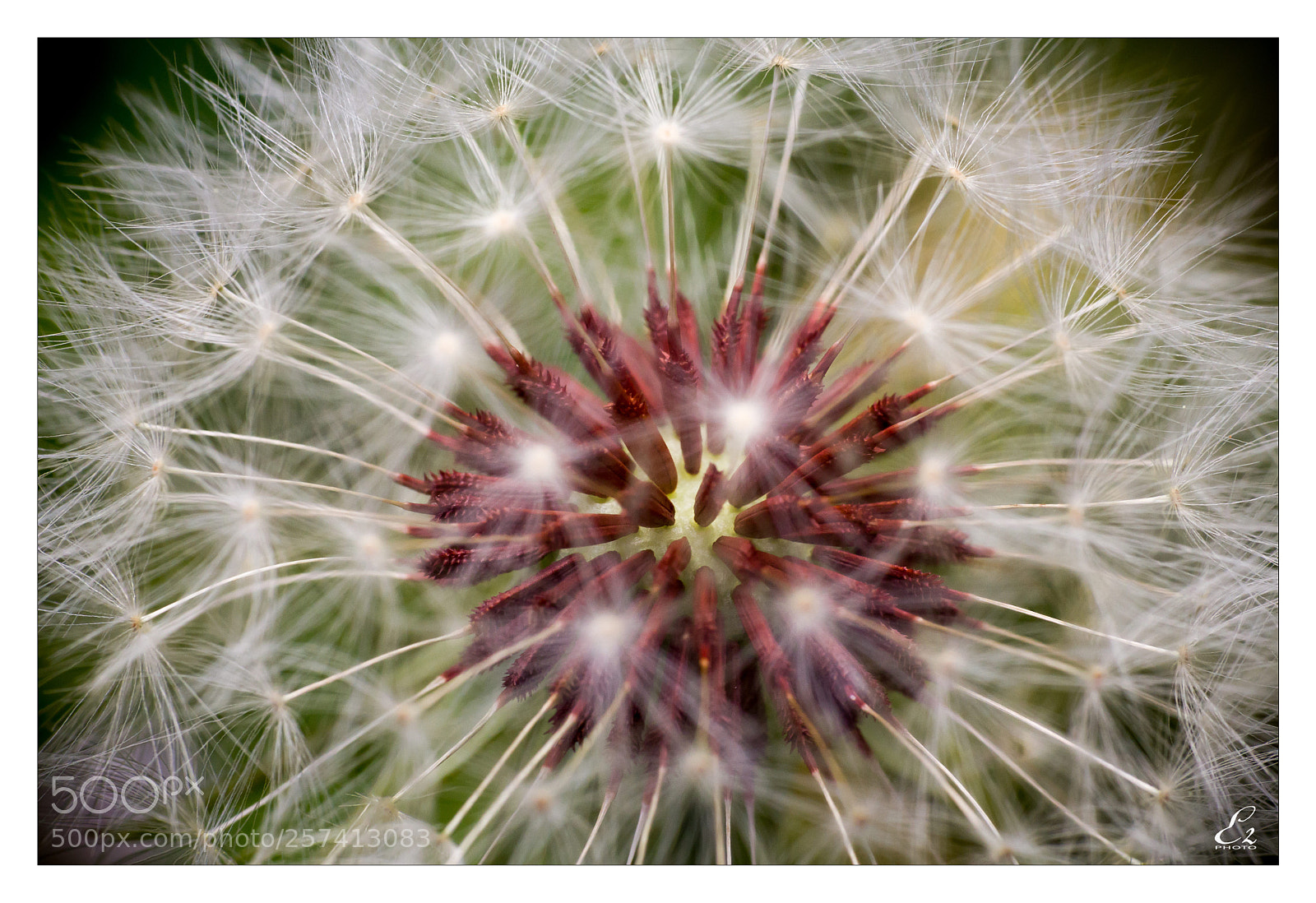 Canon EOS 550D (EOS Rebel T2i / EOS Kiss X4) sample photo. Dendelion photography